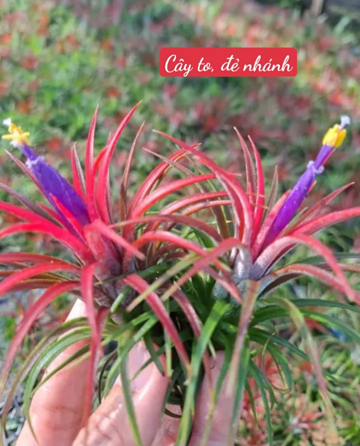 Cây không khí thạch thảo lá đỏ (cây to, đẻ nhánh)