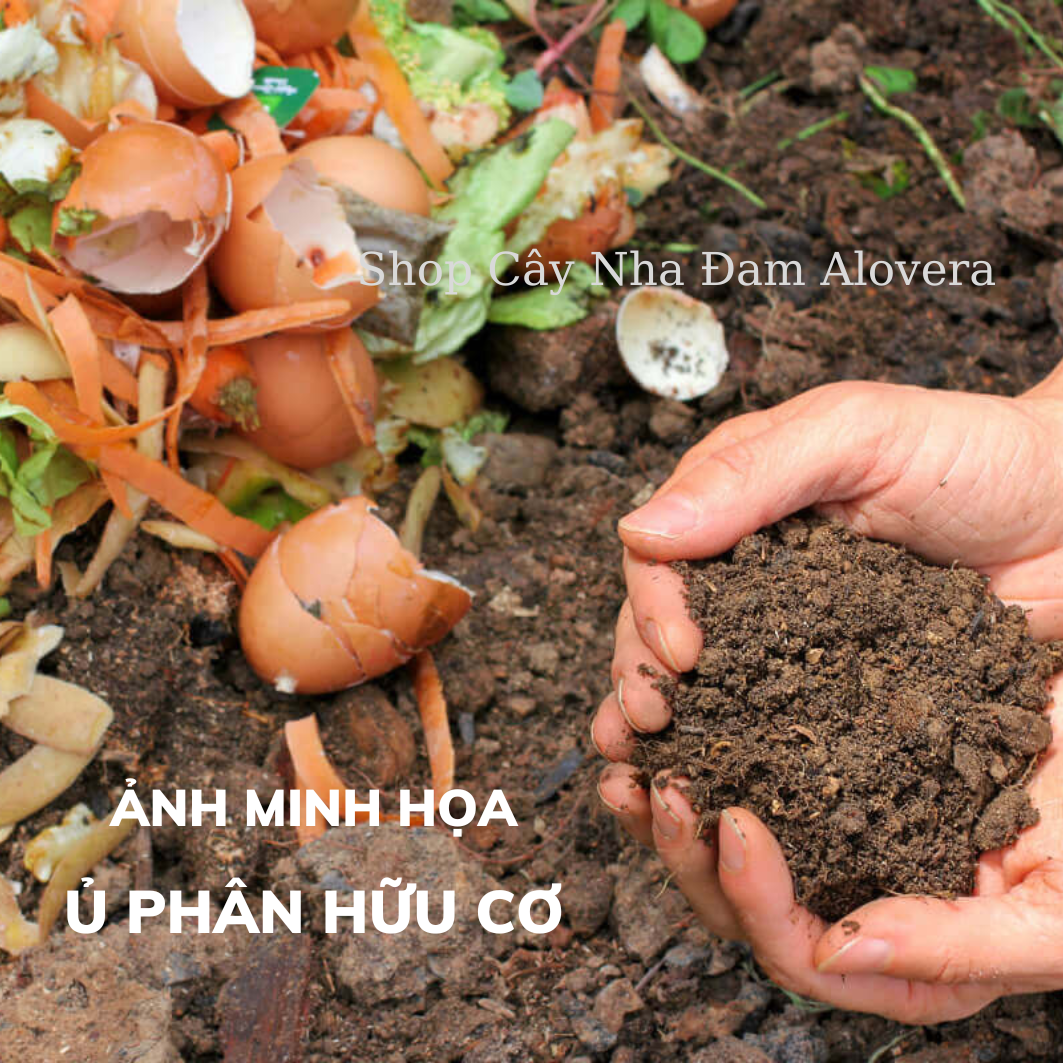 Chế Phẩm TRICHODERMA Cao Cấp Chuyên Ủ Các Loại Phân Hữu Cơ Cho Mọi Cây Trồng (Túi 1KG)