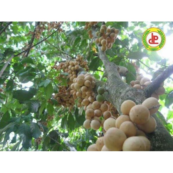 [FREESHIP - Xả Khô Máu] Giống bòn bon thái