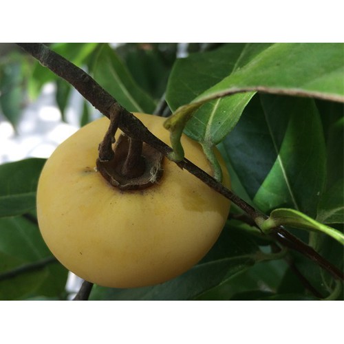 CÂY GIỐNG CÂY THỊ THƠM CÔ TẤM CỐ TÍCH