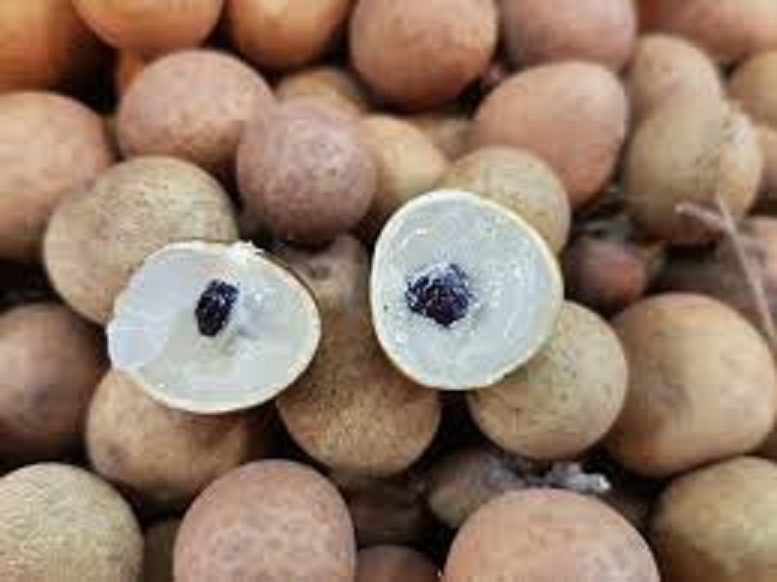 CÂY GIỐNG NHÃN HẠT LÉP THÁI LAN