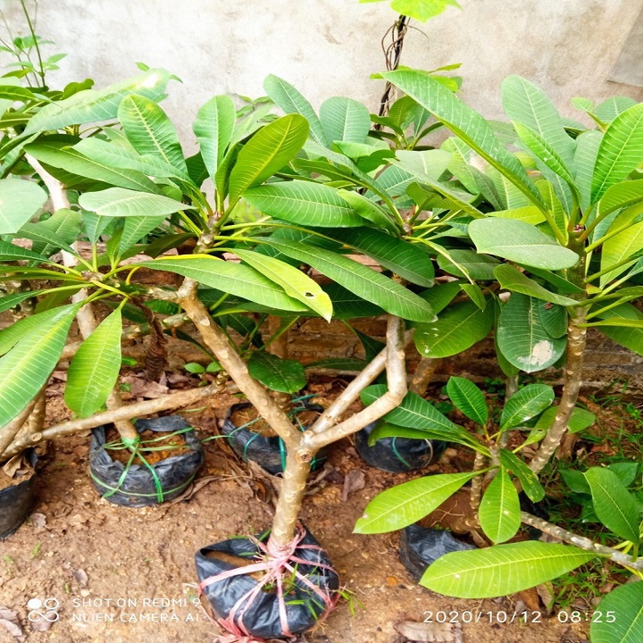 BẦU GIỐNG CÂY HOA ĐẠI ĐỎ
