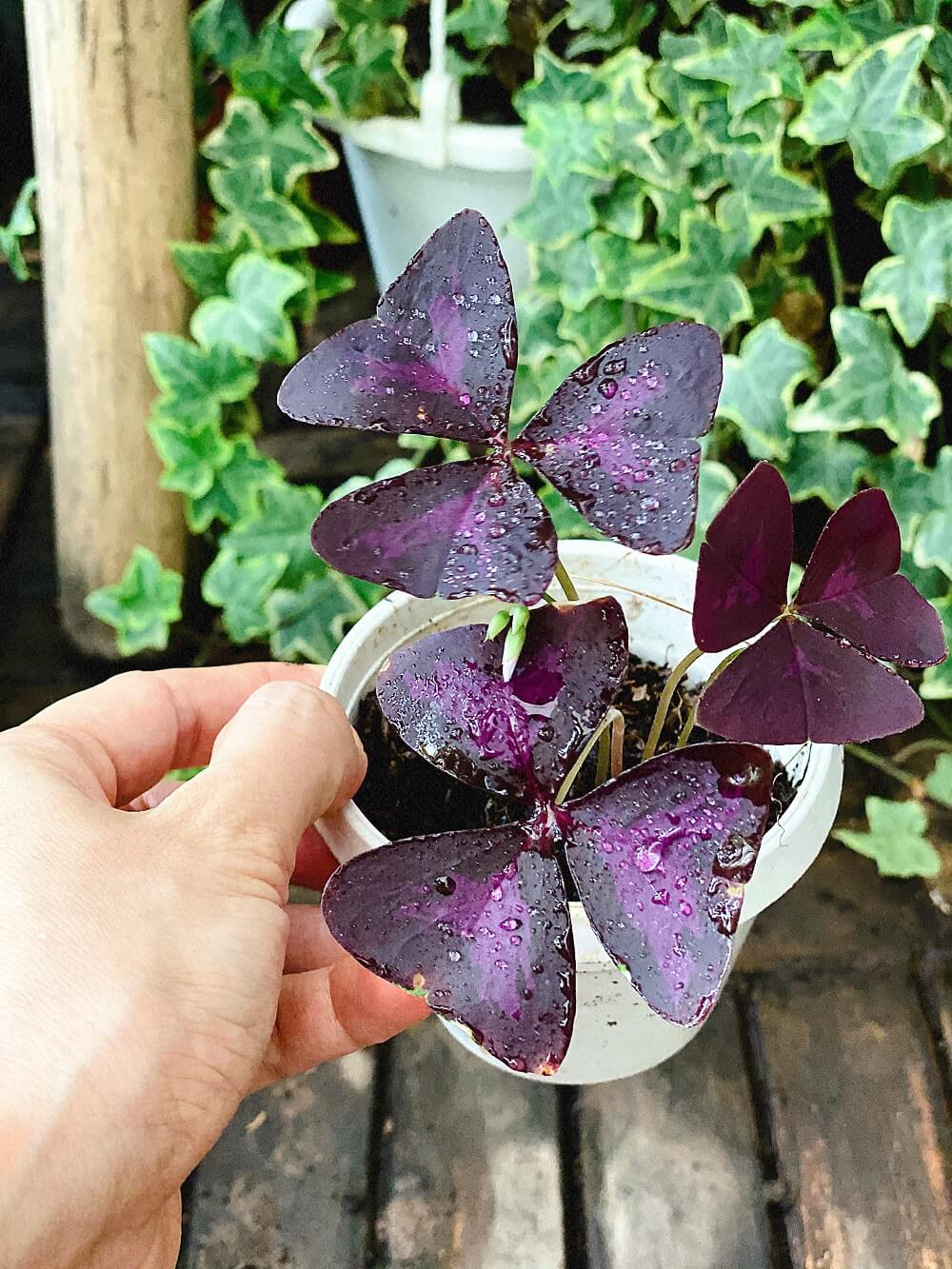 Cây Oxalis Triangularis (Bướm Đêm) 1 củ nhiều thân chậu nhựa
