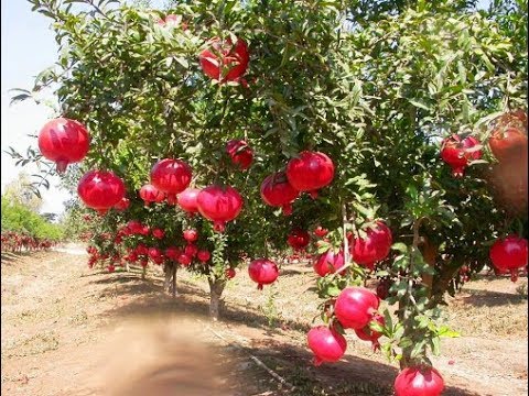 [Viện Nghiên Cứu Di Chuyền Nông Nghiệp] Cây lựu đỏ, cây lựu đỏ Ấn Độ, Cây lựu đỏ siêu lùn