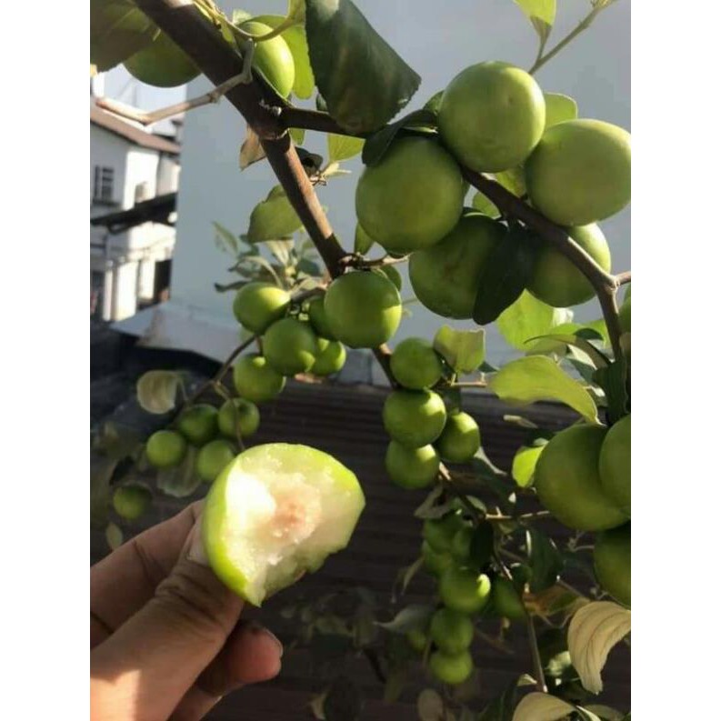 [FREESHIP - Xả Khô Máu] 2 Cây Giống táo thái da xanh [TẶNG 02 cây Trà Xanh]