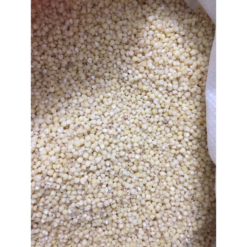 Hạt ý dĩ (hạt bo bo) 500g