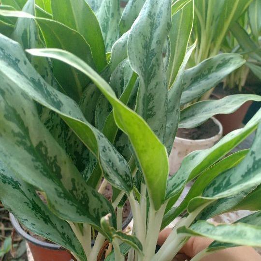 cây giữ tiền nhật