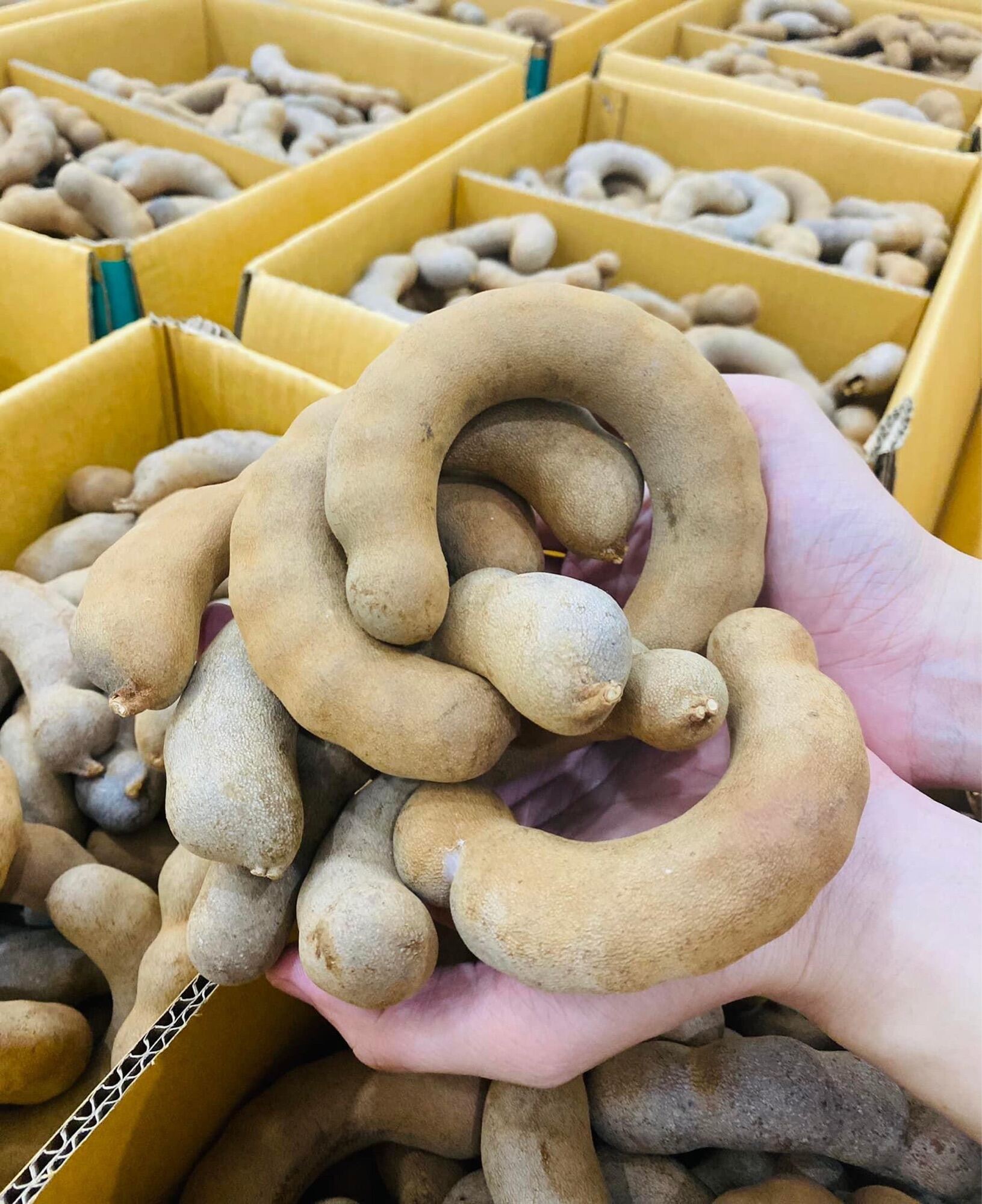 1kg Trái Me Thái Ngọt Loại 1 ( Quả To Như Hình )