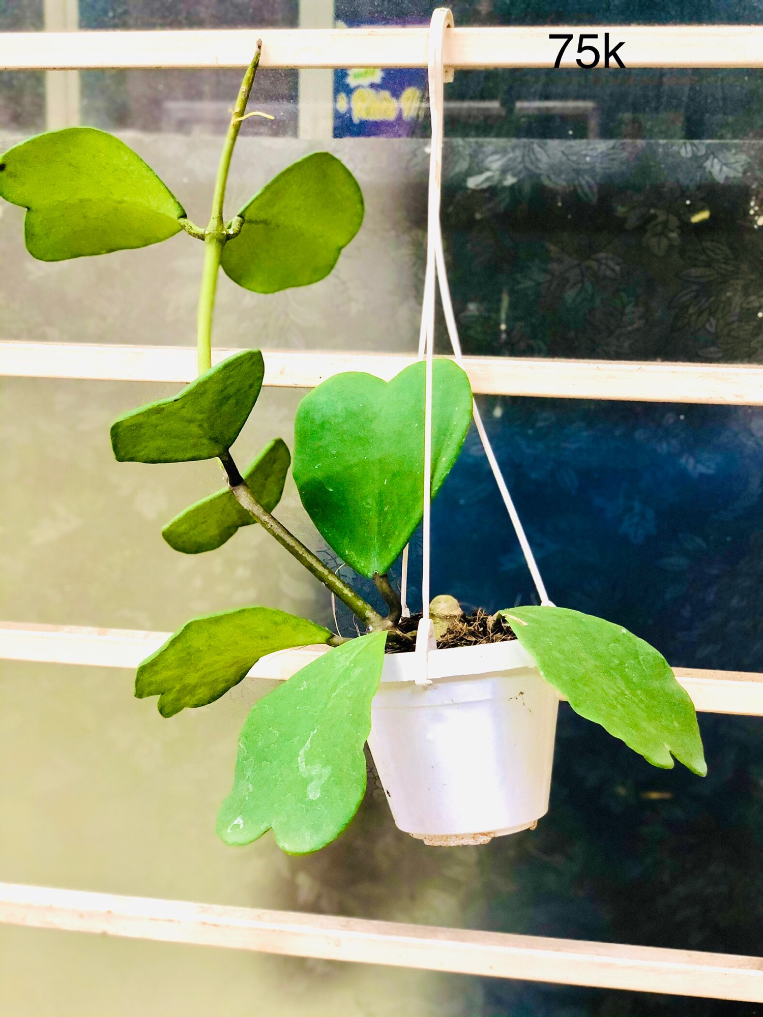 Chậu lan cẩm cù trái tim