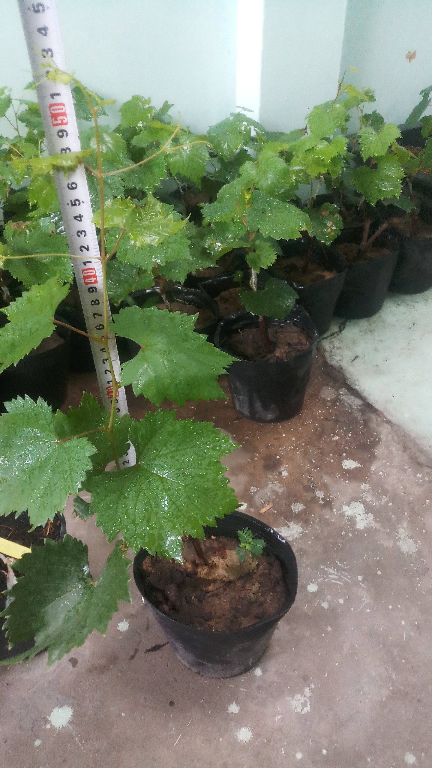 CÂY GIỐNG NHO MẪU ĐƠN
