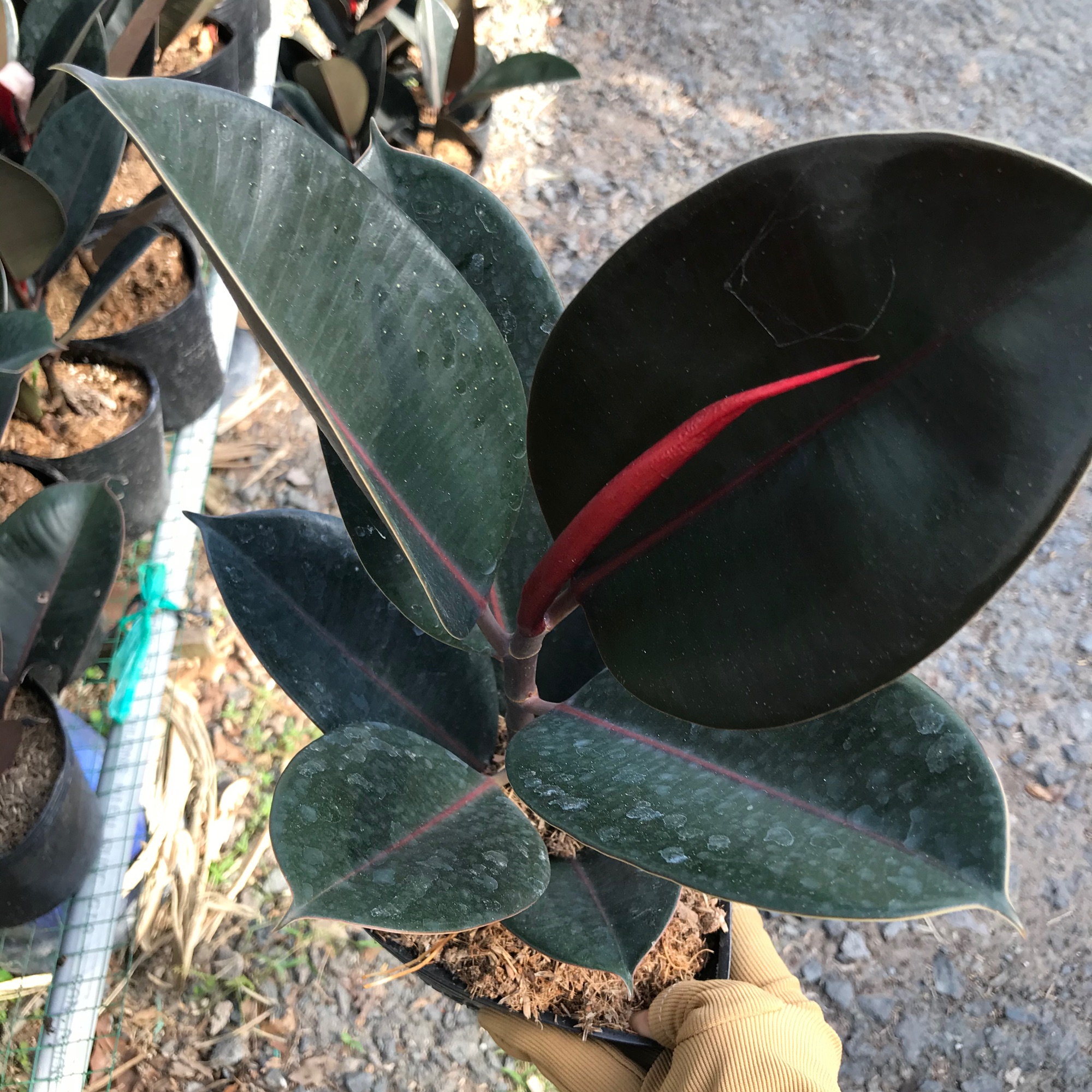 caykiengsadec - Cây đa búp đen Lộc đỏ - hoa kiểng lá - cây phong thủy - trang trí nội thất - cây cảnh quang ngoài trời và sân vườn