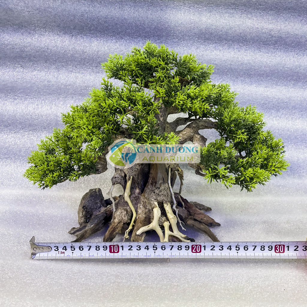 Cây lũa bon sai trang trí hồ cá