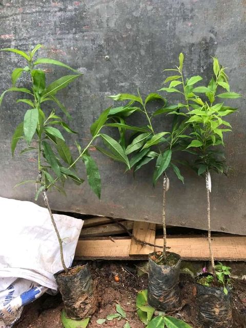 [ Xả - Cắt Lỗ ] Cây giống Đào ăn quả