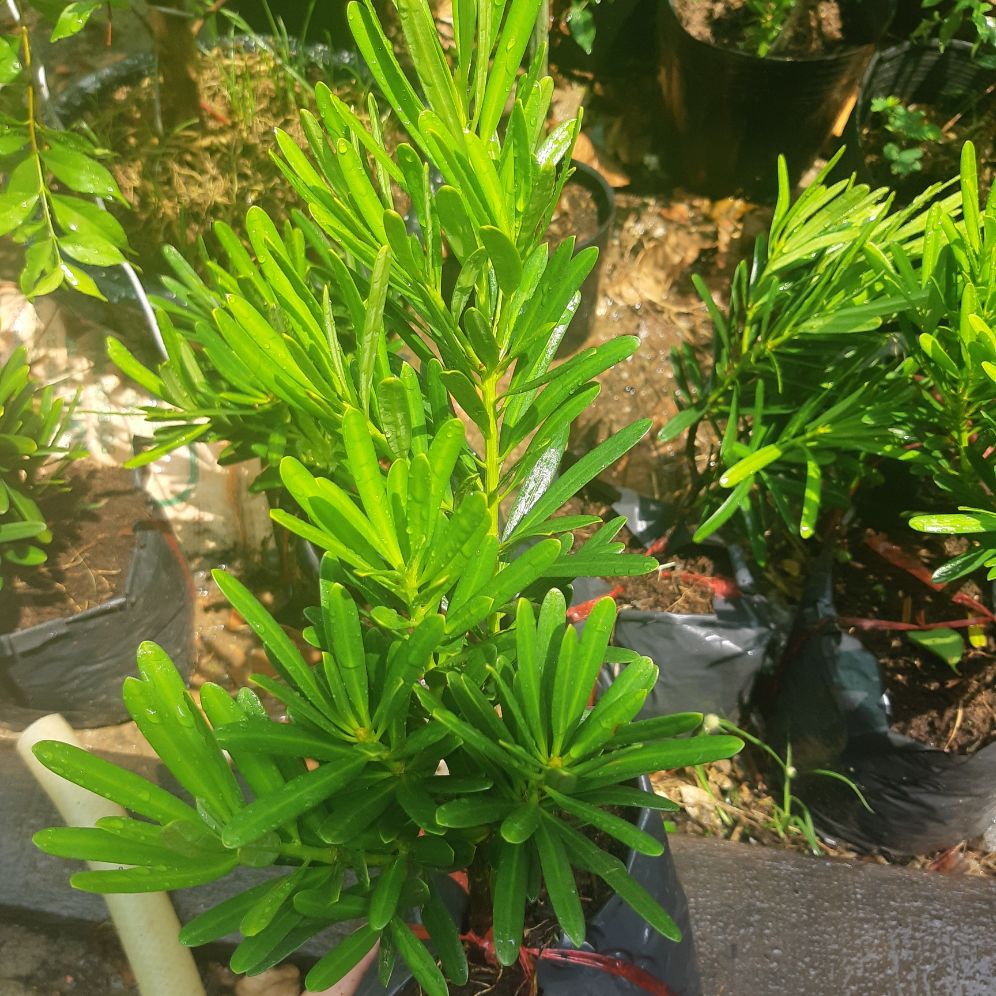 tùng vạn niên( tùng đài loan) giống