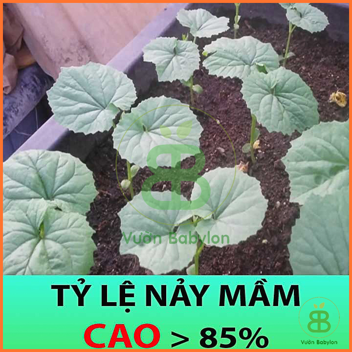 Hạt Giống Khổ Qua - Mướp Đắng Cao Sản 2Gr