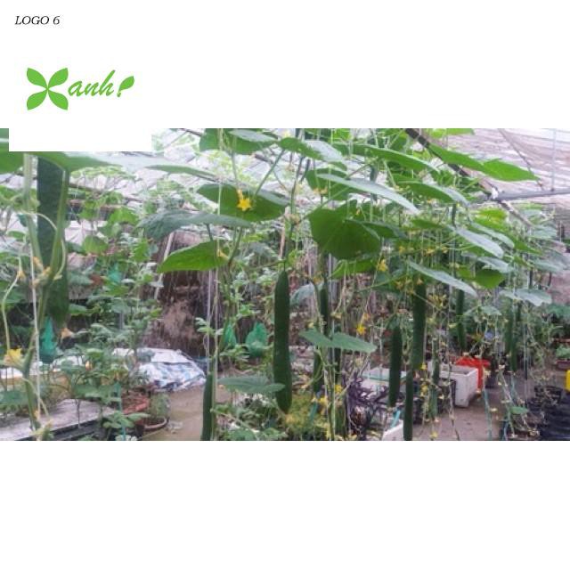 Hạt Giống Dưa Leo Nhật F1 JL41