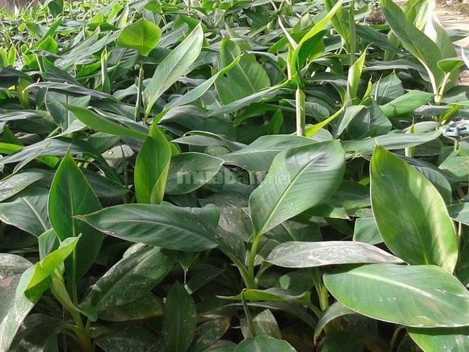 CÂY GIỐNG CHUỐI TÂY LÙN THÁI LAN