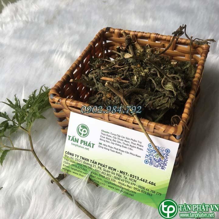 Cây cứt lợn 1kg khô - Hàng công ty chất lượng cao - Chuyên dùng để pha trà thanh nhiệt và giải độc - Thảo Dược Tấn Phát