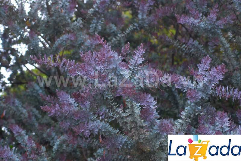 50h Hạt Giống Cây Mimosa Me Tím (| -KD: B21*X55*M197)