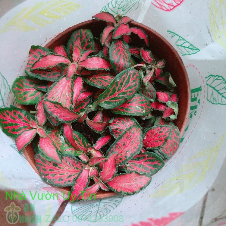 Lá cẩm nhung đỏ lá nhỏ