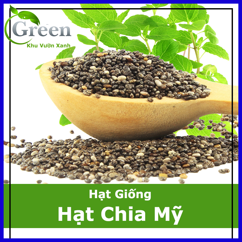 Hạt Giống Hạt Chia Mỹ (Gói 1000 Hạt)