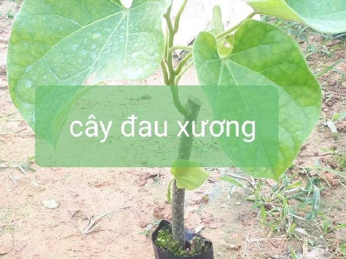 Cây giống cây dây đau xương