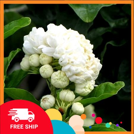 CÂY GIỐNG HOA NHÀI TUYẾT, CÂY GIỐNG HOA LÀI TUYẾT Y HÌNH, HOA NHƯ NẮM TUYẾT RẤT XINH