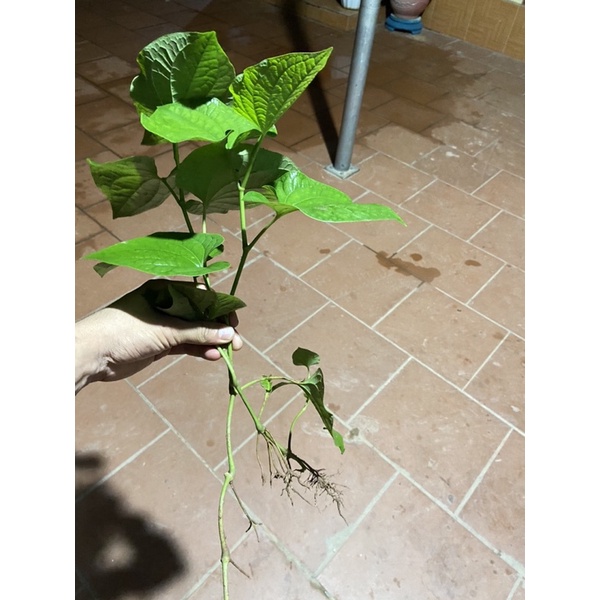 cây lá lốt 2 cây