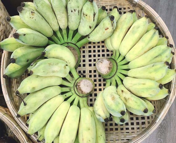 Cây giống chuối Mốc [ Chuối sứ, chuối Xiêm ]