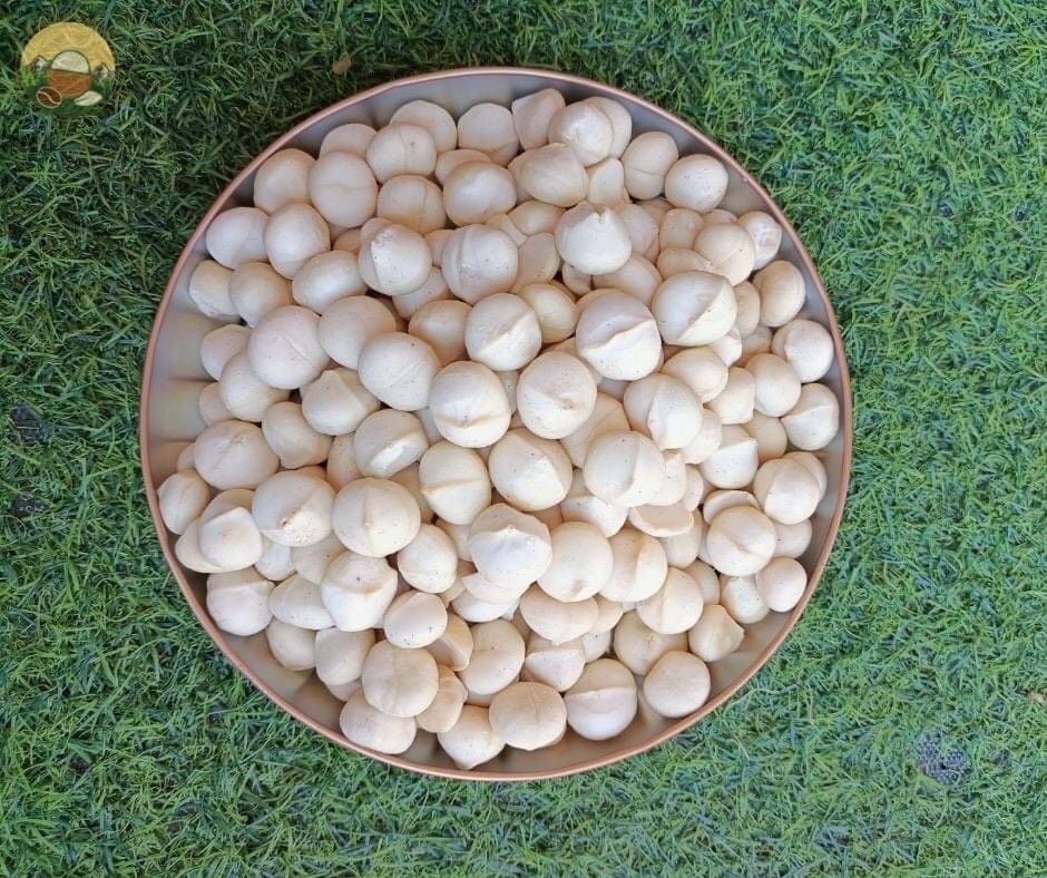Hạt macca, Mắc Ca Tây Nguyên Sấy Nứt (Có Tặng Dụng Cụ Tách Vỏ)