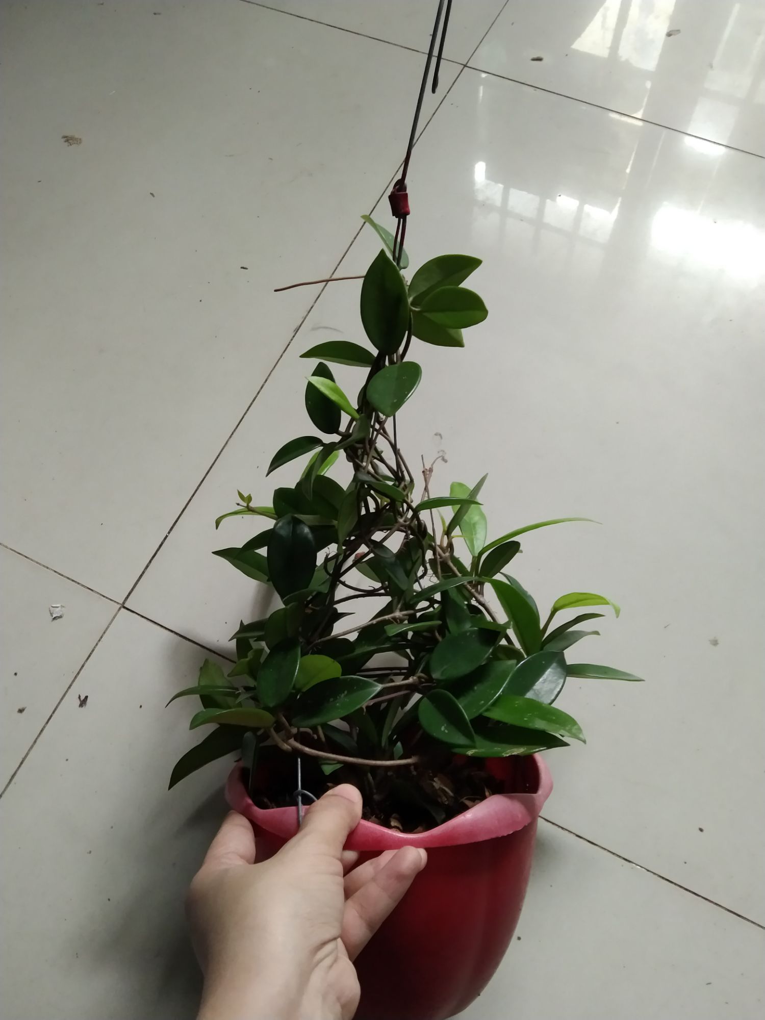 Cẩm cù trắng nhị đỏ hoa thơm sắp hoa