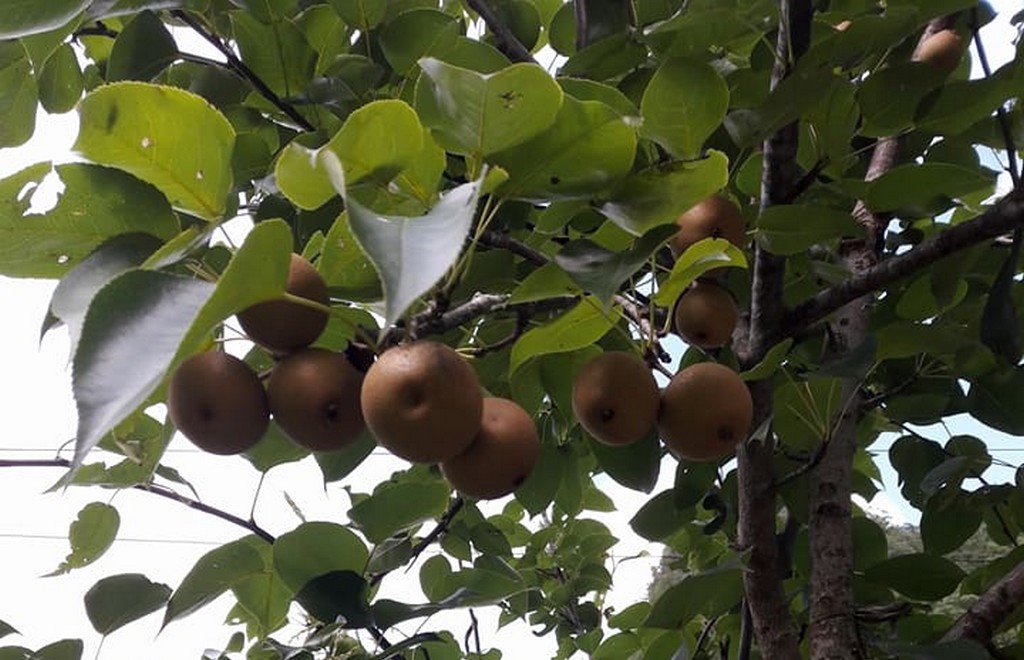 cây giống cây lê nâu (cây mắc cọp)