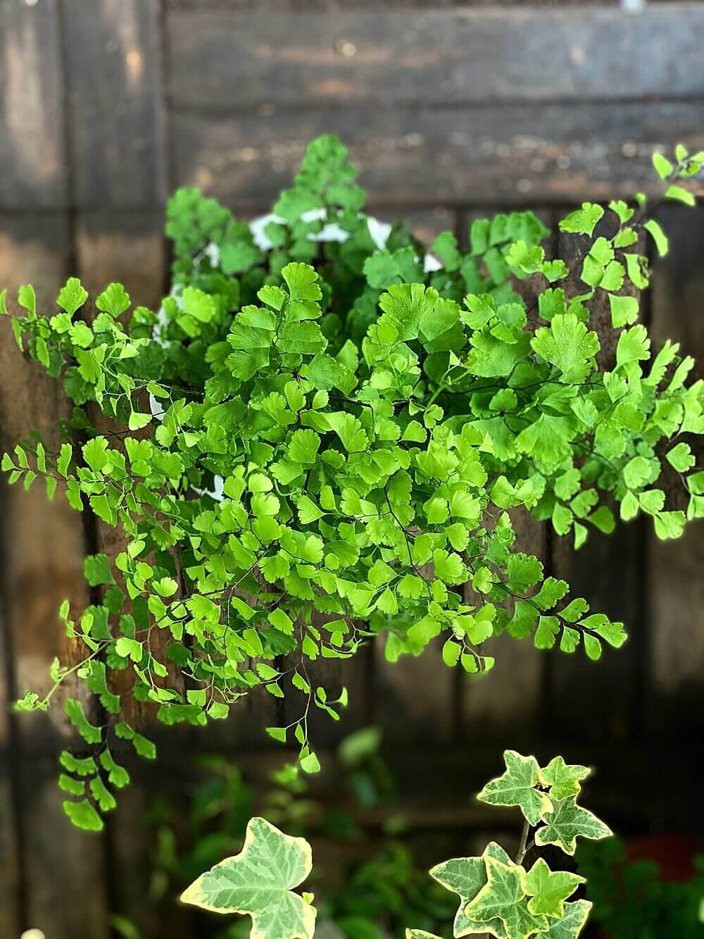 Cây Adiantum capillus-veneris (Dương Xỉ Tóc Thần Vệ Nữ) chậu men trắng