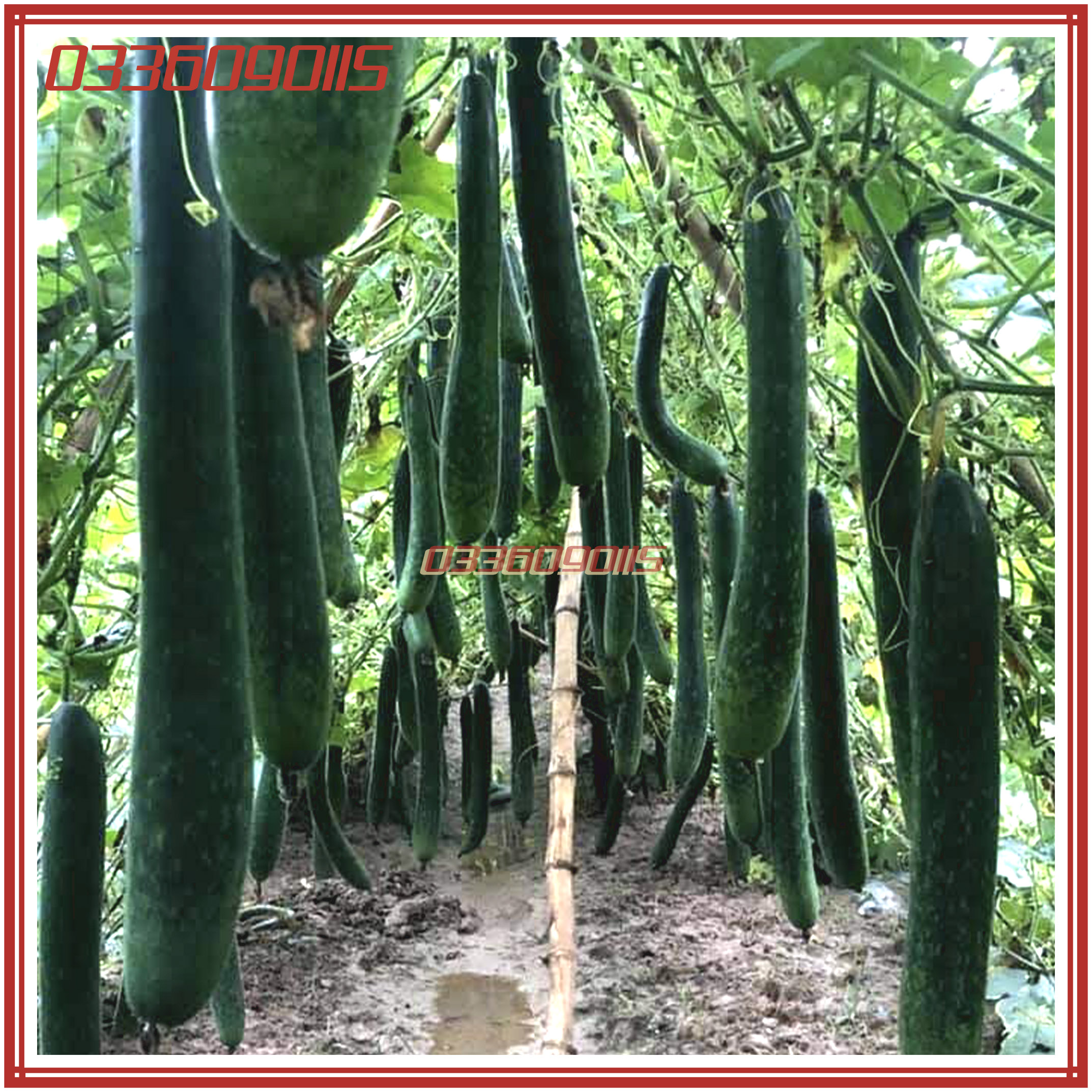 Túi 20 hạt giống bí đao xanh, bí sặt f1