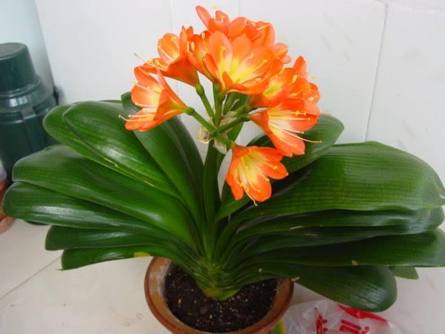 Cây Lan Quân Tử GỬI NGUYÊN CẢ CHẬU CẢ BẦU + (Tặng 3 cây chè xanh)