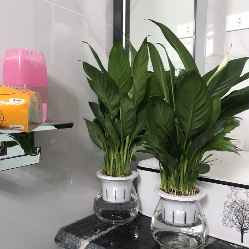 Cây lan ý thủy sinh dễ chăm sóc