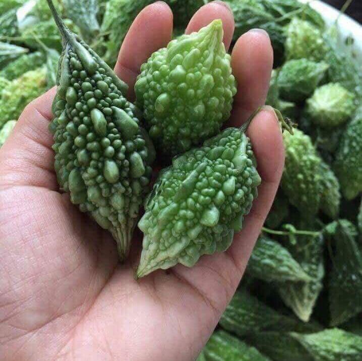 KHỔ QUA RỪNG-1kg