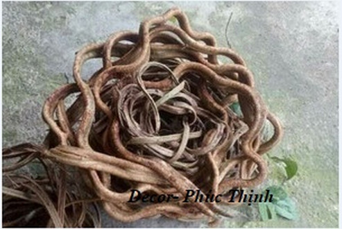 Dây rừng trang trí