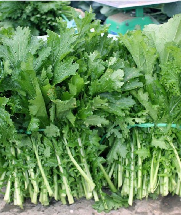 Hạt giống rau cải mèo - gói 20gram