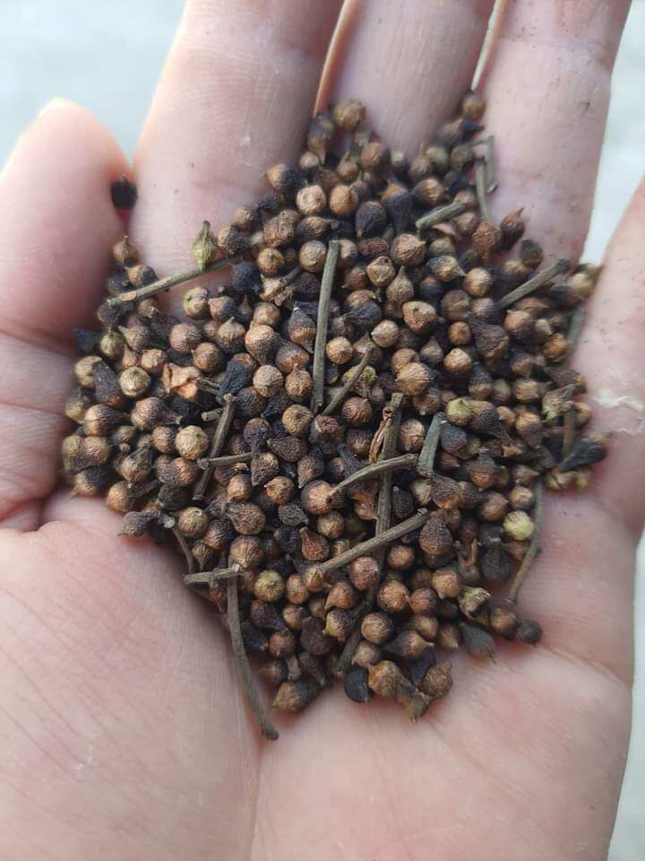 1kg Nụ vối khô thơm, sạch
