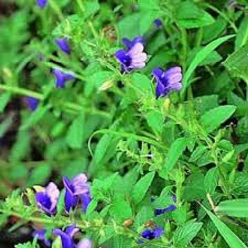#100 Hạt Giống Cây Nhân Trần