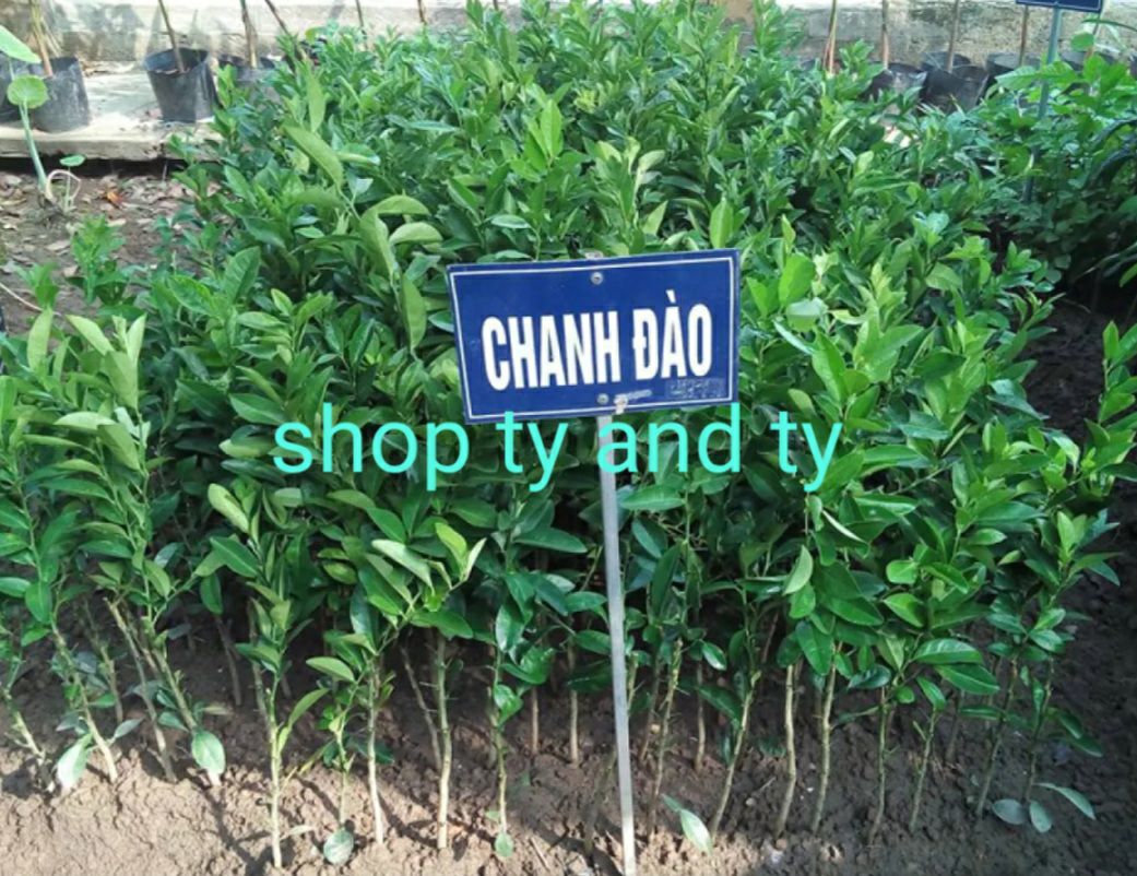 cây chanh dây nam phi ngọt thơm combo 3 cây