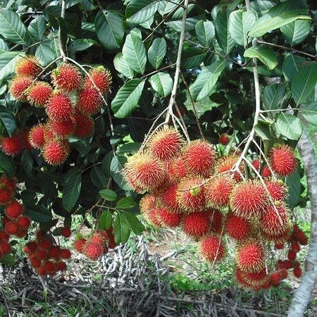 Cây Giống Chôm Chôm Thái