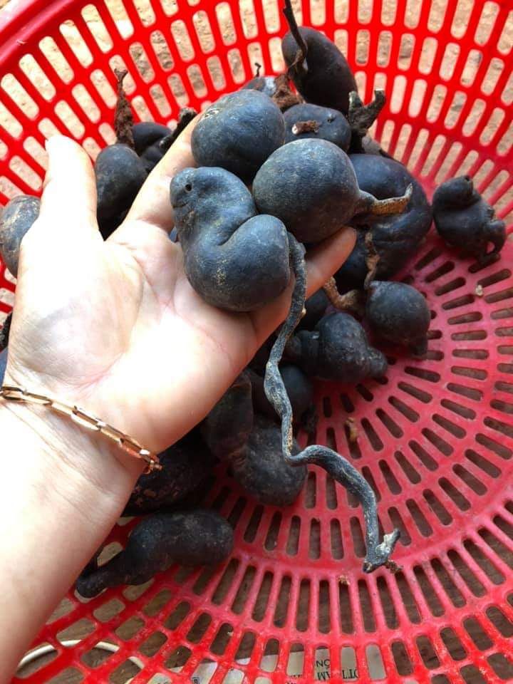 [HCM]Sâm Ô LINH Rừng Tây Nguyên