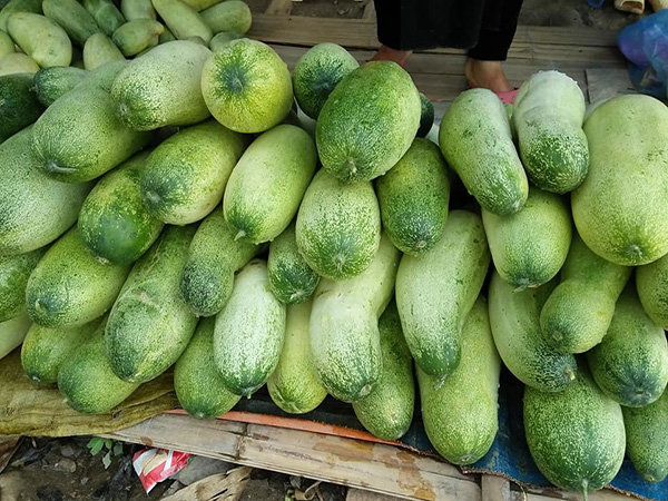 Hạt giống dưa chuột mèo - Gói 100gram