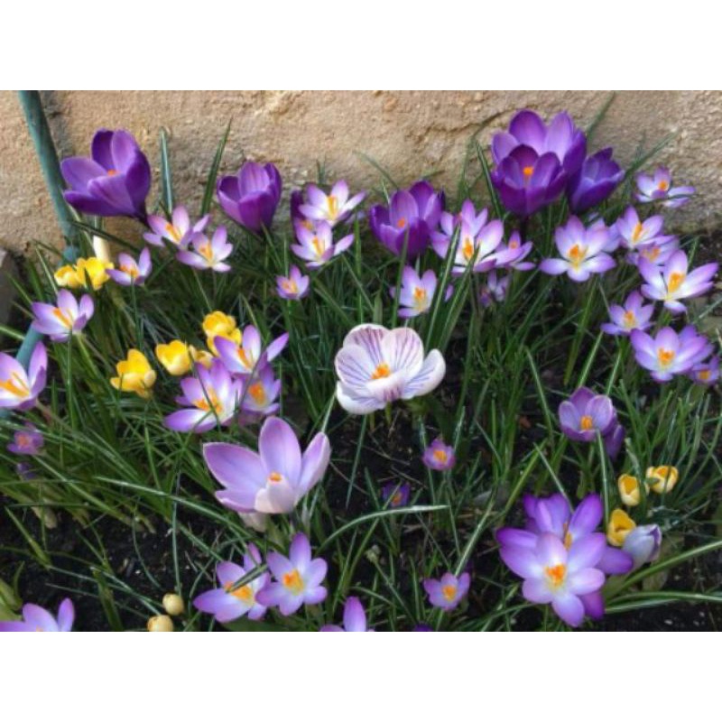 1 Củ hoa nghệ tây  saffron