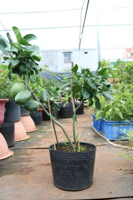 Cây bưởi da xanh ruột đỏ đang trái