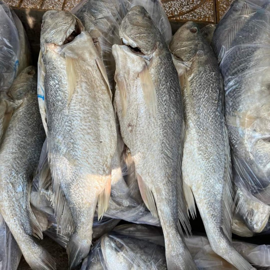 mắm cá mặn, mắm cá sửu, mắm cá ốp,thịt Cá sửu ít xương, không có xương vụn, thịt ngon, ngọt làm được nhiều món, Khô Thoại Sơn, phân loại 250g, 0.5kg, 700g, 800g, 1kg