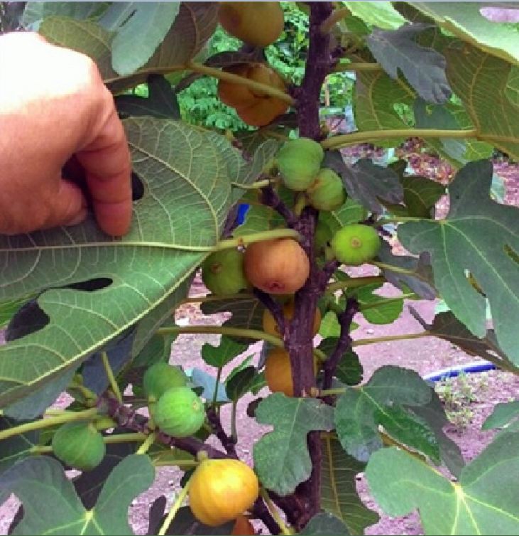 "Gói 10 Hạt " Hạt giống Sung ngọt Mỹ ( sung ngọt )