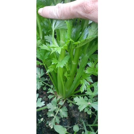 Hạt giống rau cần lá xanh (Cần Ta) - gói 10 gram